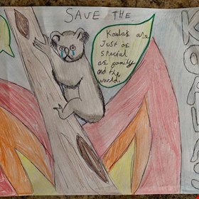 Y6 Save the Koala