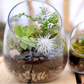 Terrarium Workshop with Byron